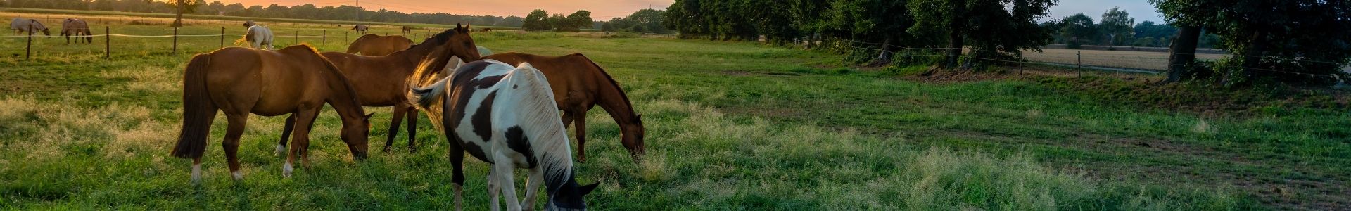 Horse • abilia