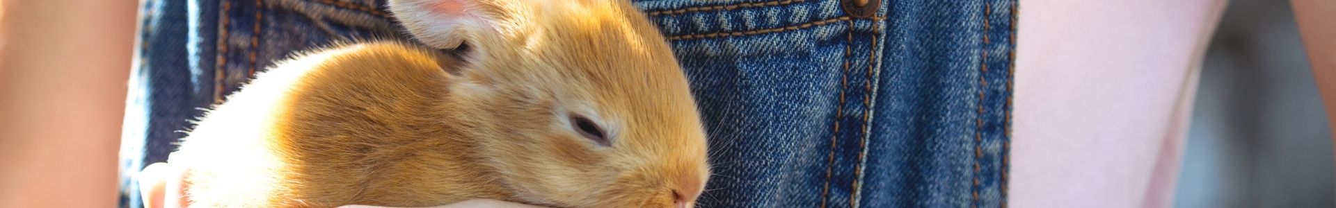 Rabbit • abilia