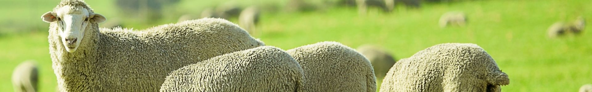 Sheep • abilia