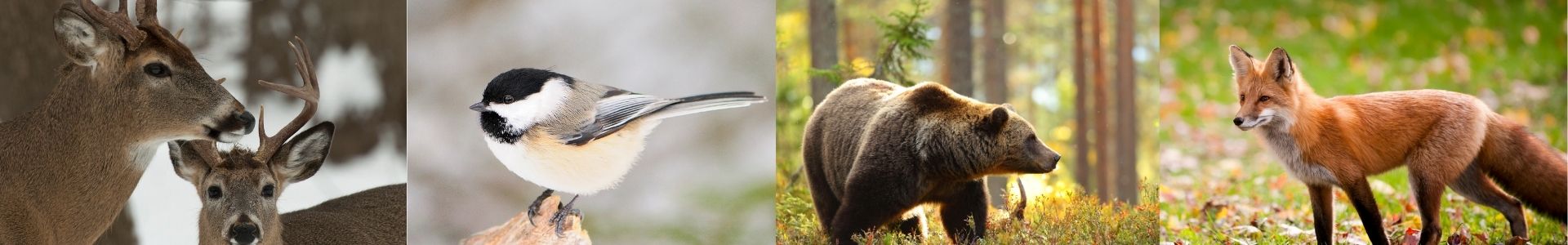 Wildlife • abilia