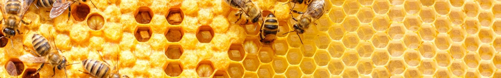 Bee • abilia