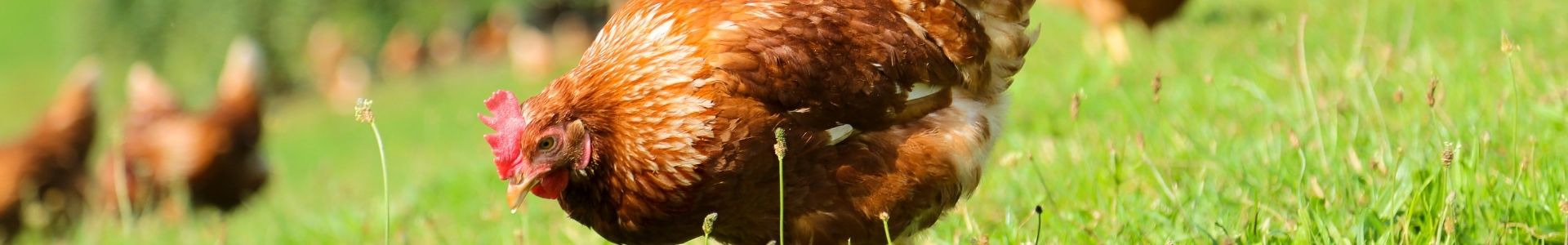 Chicken Home Decor
