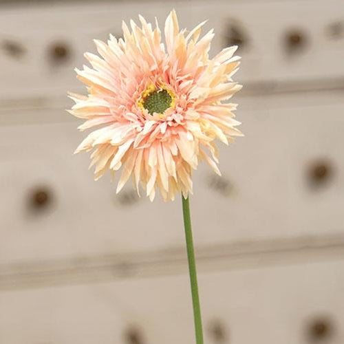 Gerbera Daisy Stem - Peach