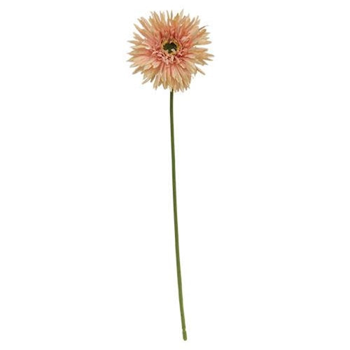 Gerbera Daisy Stem - Peach